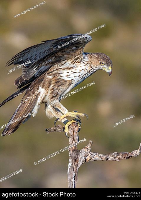 Bonelli's eagle, Aquila fasciata, perched on a branch, Comunidad valenciana, Spain