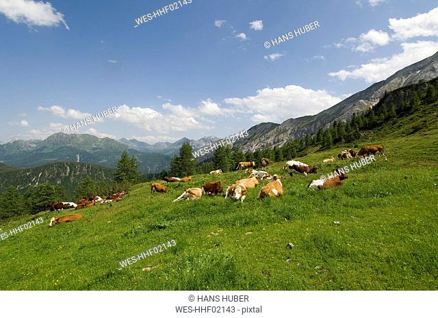 Austria, Salzburger Land, Herd of cattle grazing in a field