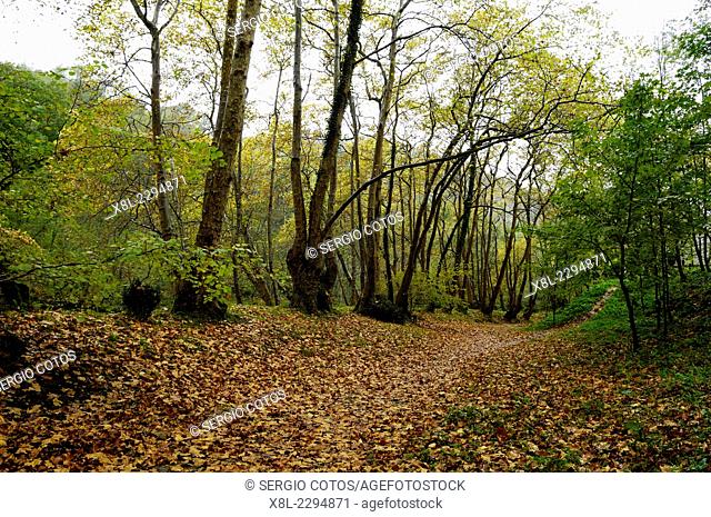 forest in autumn in Hernani, Basque Country, Spain