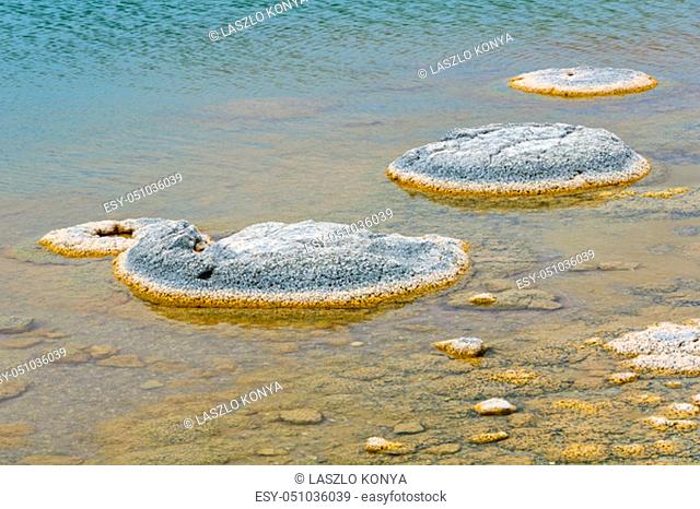 Stromatolites are living rock-like fossils that have been producing oxygen for about 3.5 billion years - Lake Thetis, WA, Australia