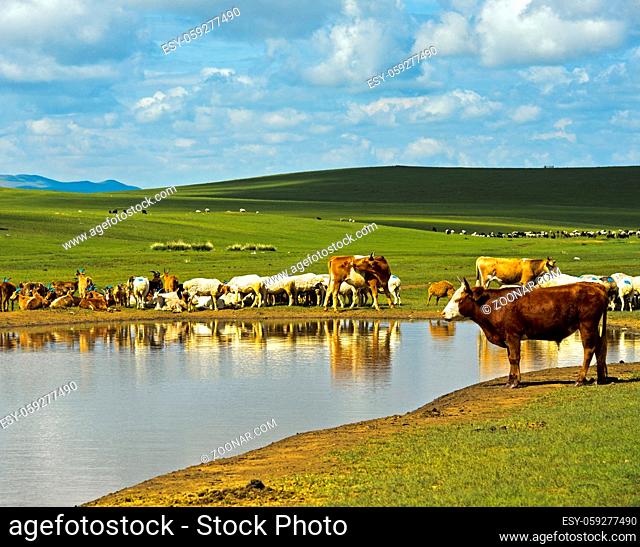 Rinder und Schafe an einer Wasserstelle in der mongolischen Steppe Mongolei / Cattle and sheep at a water hole in the Mongolian steppe, Mongolia