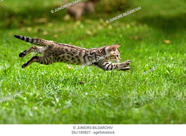 Bengal Cat. Kitten (10 weeks old, rosetted pattern) running on a meadow