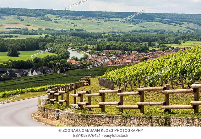 Cumieres, France - June 9, 2017: Vineyards of Moet Chandon near Hautvillers and Epernay in the Champagne district in France