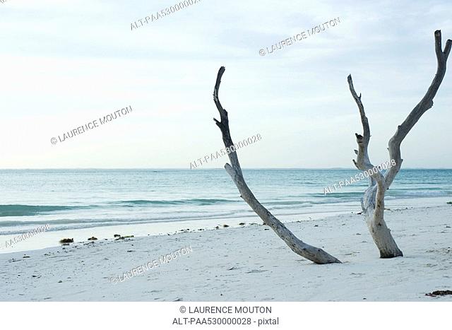 Driftwood sticking up out of the sand at the beach