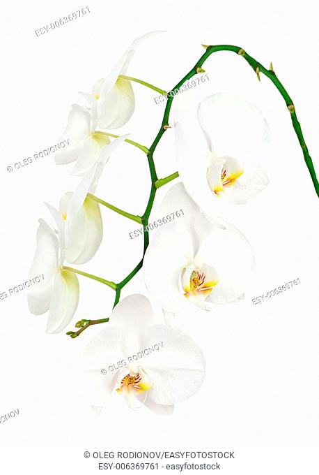 Seven day old white orchid isolated on white background. Closeup