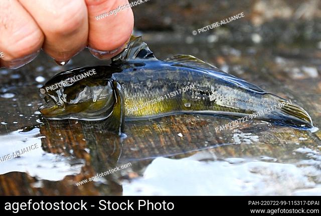 13 July 2022, Brandenburg, Werder An Der Havel: A fisherman shows a blackmouth goby with a conspicuous eye spot on the front dorsal fin after fishing on the...