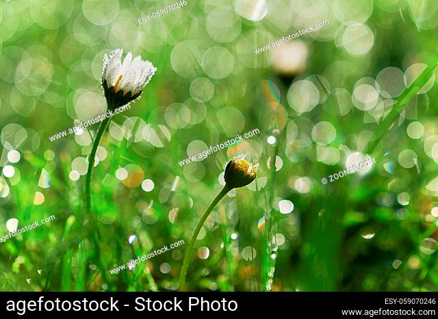 Small daisy flowers with water droplets bokeh