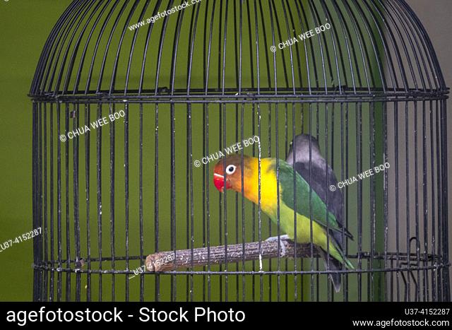 Parrots in cage at Rumah Keluarga Tjhia (Tjhia's villa), Singkawang, West Kalimantan, Indonesia  Parrots can be kept in captivity in cages in a variety of...