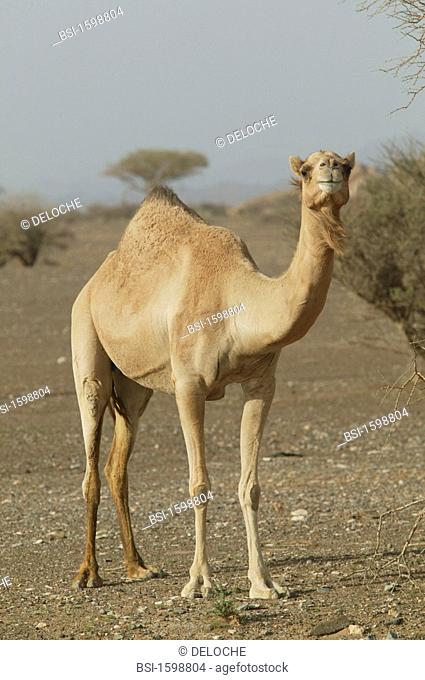 CAMEL<BR>Camel in the desert at Dubai