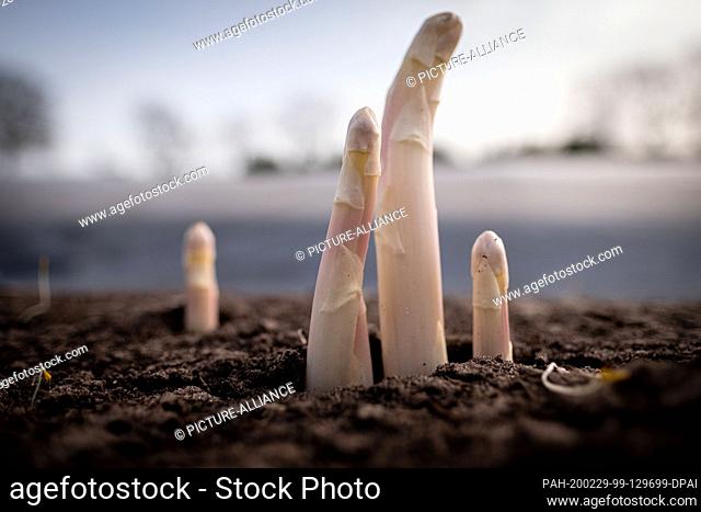 29 February 2020, Lower Saxony, Lichtenhorst: The first asparagus spears are looking out of the ground in a field on the Bolte asparagus farm