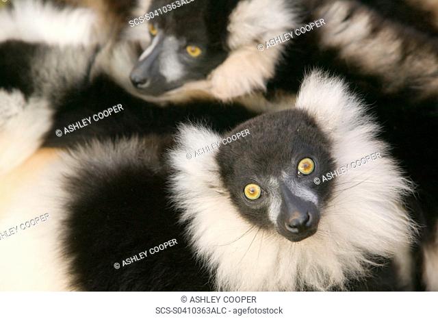 Ruffed Lemurs in a cuddle