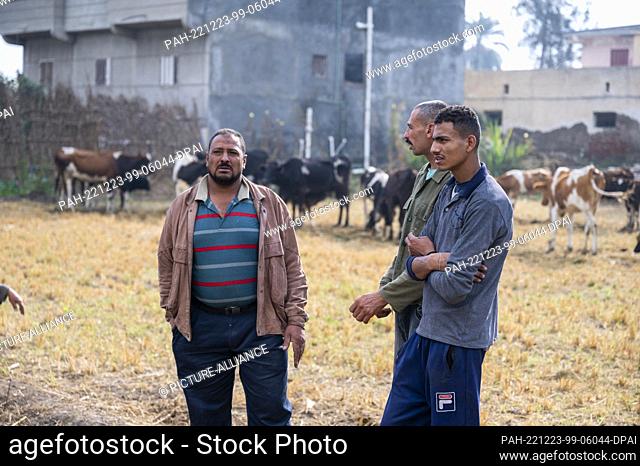 13 November 2022, Egypt, Alexandria: Three villagers are standing in a field in front of a herd of cows. Photo: Christophe Gateau/dpa