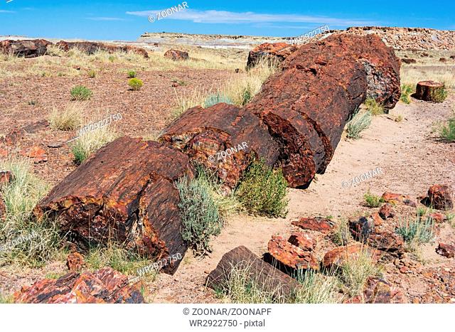 Petrified trunks and wood in Petrified Forest National Park Arizona USA