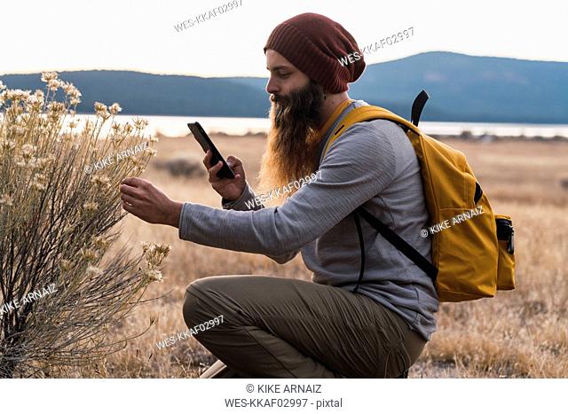 USA, North California, bearded man with cell phone examining a plant near Lassen Volcanic National Park
