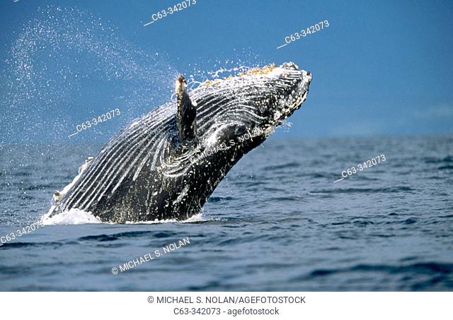 Humpback Whale(Megaptera novaeangliae). First year calf breaching off. Alaska. USA