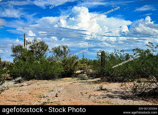 The Sonora desert in central Arizona USA