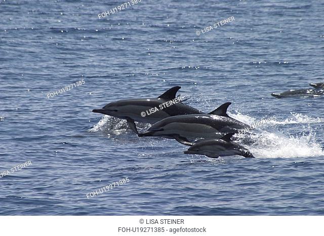 Short-Beaked Common Dolphin, Delphinus delphis, trio leaping off the Azores Islands