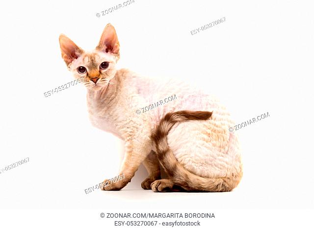 Devon Rex cat posing against white background