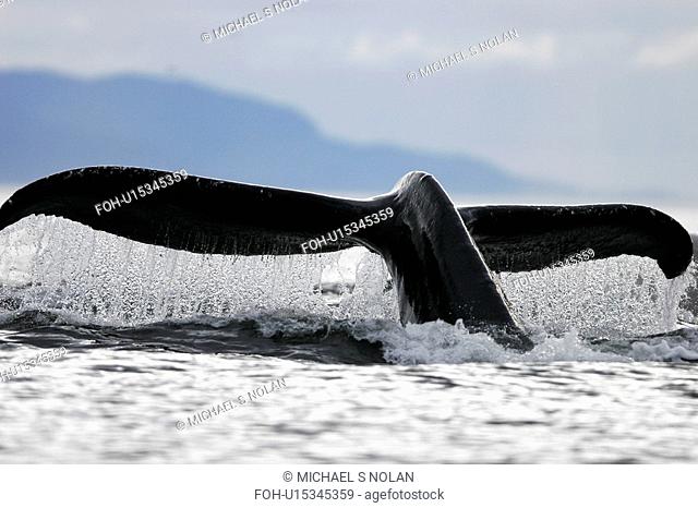 Adult humpback whale Megaptera novaeangliae fluke-up dive in Frederick Sound, Southeast Alaska, USA. Pacific Ocean