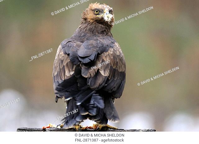 Close-up of Lesser Spotted eagle Aquila pomarina on wooden post, Bavarian Forest National Park, Bavaria, Germany