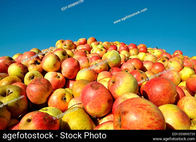 Äpfel, apfel, obst, frucht, früchte, ernte, ernten, apfelernte, obsternte, landwirtschaft, essen, lebensmittel, nahrung, nahrungsmittel, gartenbau, obstanbau