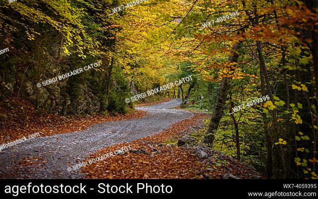 Fageda de Gresolet beech forest in autumn (Catalonia, Spain, Pyrenees)