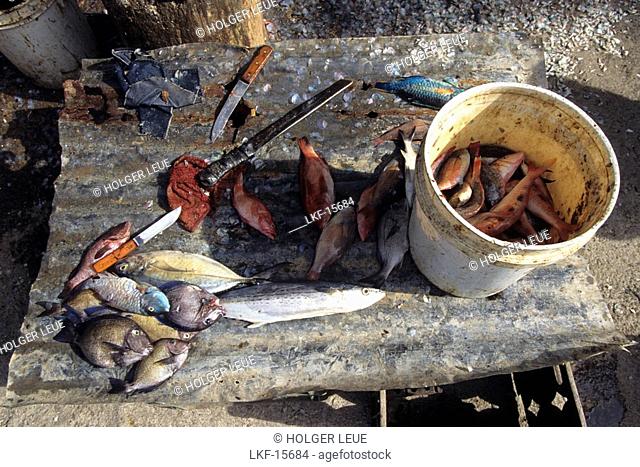 Disemboweling fish, Rozelle, Jamaica