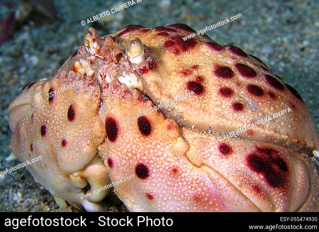 Royal Crab, Calappa granulata, Cabo Cope-Puntas del Calnegre Natural Park, Mediterranean Sea, Region de Murcia, Murcia, Spain, Europe