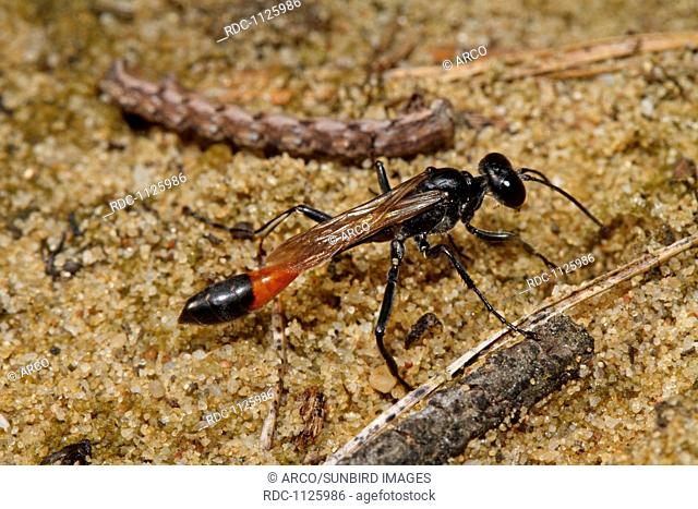 three-phase sand wasp
