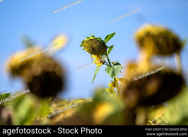 17 September 2023, Bavaria, Fierst: A few last yellow ray and tubular flowers still adorn individual sunflowers, but most are already drooping their brown heads