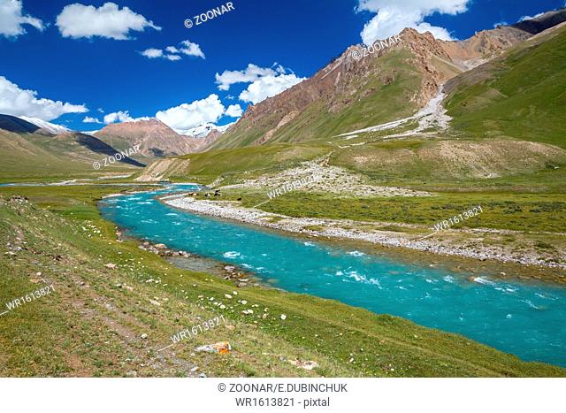 Motton blue ruver in mountains of Tien Shan