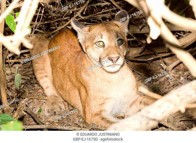 Puma (Puma concolor) Burrowed, Aquidauana, Mato Grosso do Sul, Brazil