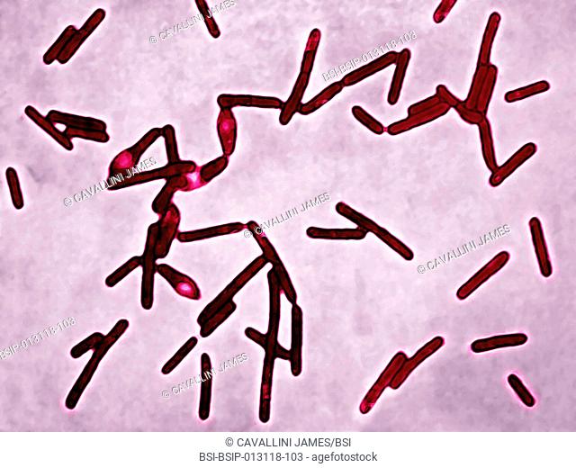 Clostridium botulinum bacteria botulism bacillus. This bacterium secretes a powerful toxin which blocks the motor neurons responsible for muscle contraction
