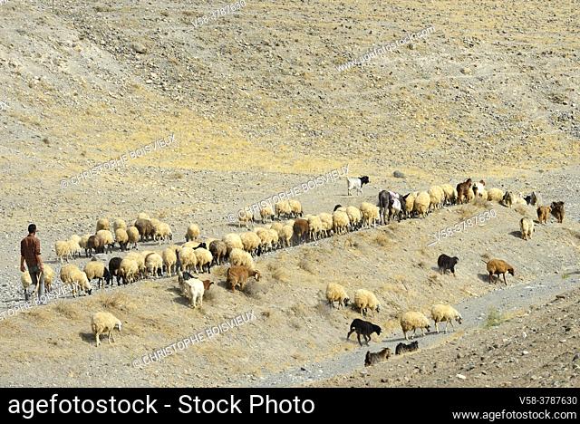 Iran, West Azerbaijan province, Qareh Ziya Eddin region, Kurdish shepherd