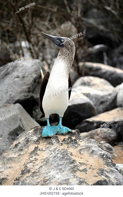 Blue Footed Booby, Sula nebouxii, Galapagos Islands, Ecuador, adult on rock