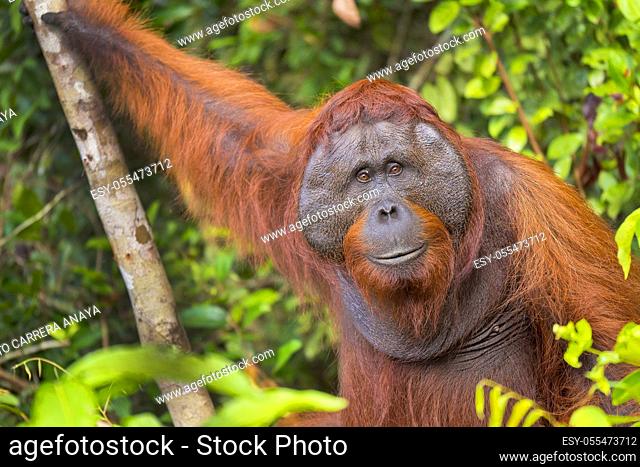 Orangutan, Pongo pygmaeus, Sekonyer River, Tanjung Puting National Park, Kalimantan, Borneo, Indonesia
