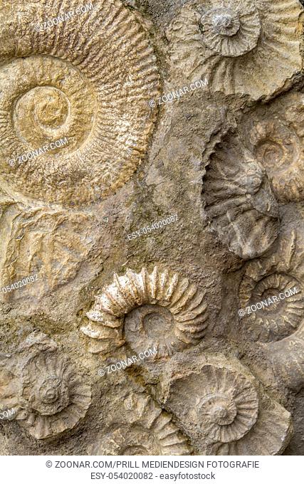 full frame background showing lots of ammonite fossils