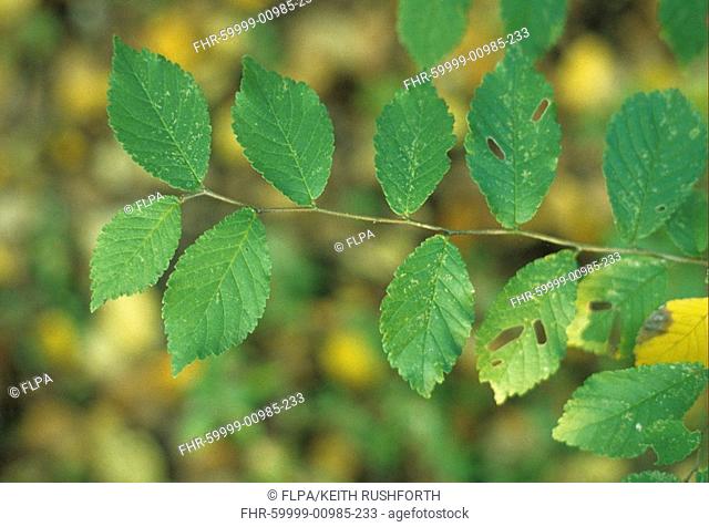 Smooth Elm Ulmus minor leaf