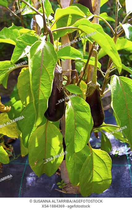 Eggplant plant Solanum melongena, known as the aubergine, brinjal eggplant, melongene, brinjal or guinea squash Solanaceae family It was domesticated in India...