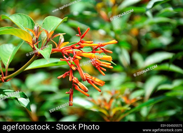 Firebush Or Hummingbird Bush (Hamelia Patens) flower
