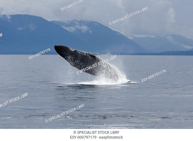 Humpback whale mother Megaptera novaeangliae breaching in south Frederick Sound, Southeast Alaska, USA Pacific Ocean