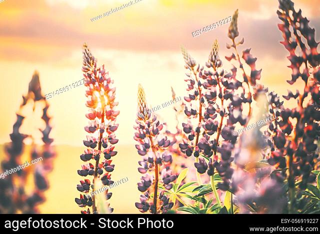 Bush Of Wild Flowers Lupine In Summer Field Meadow At Sunset Sunrise. Lupinus, Commonly Known As Lupin Or Lupine, Is A Genus Of Flowering Plants In The Legume...