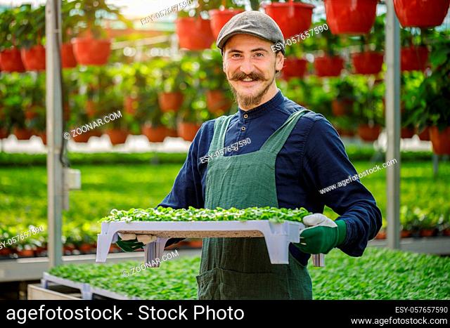 Male gardener with long mustache working in a greenhouse. Young man farmer planting and arranging plants and flowers during the sunny day in his own farm