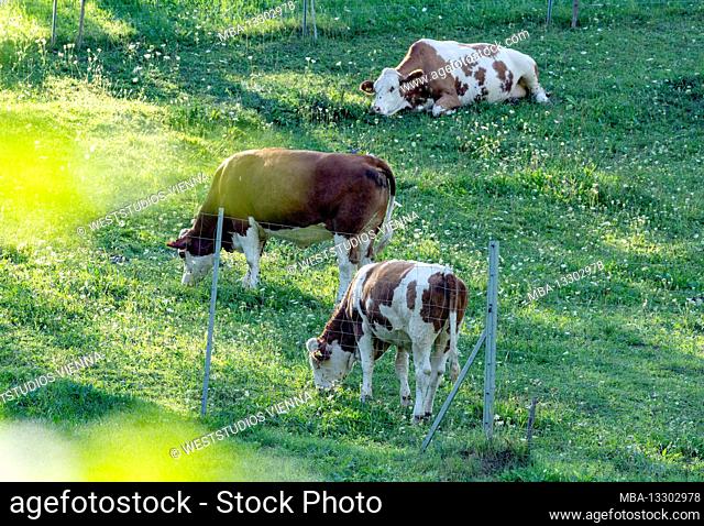 Cows, calves, Simmental cattle, young animals, alpine pastures, pastures, blooming meadows, evening sun