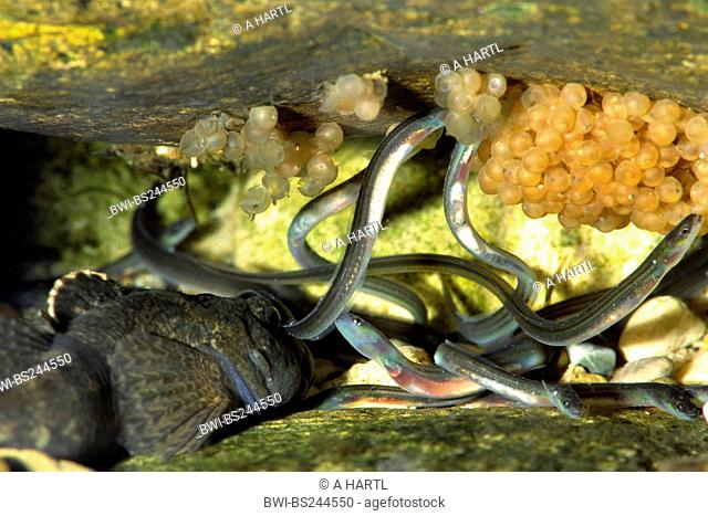 eel, European eel, river eel Anguilla anguilla, glass feeding on bullheads eggs over a bullhead, Germany, Bavaria