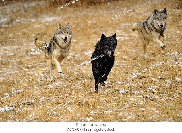 Gray wolf (Canis lupus) Captive pack running in late autumn mountain habitat, Bozeman, Montana, USA