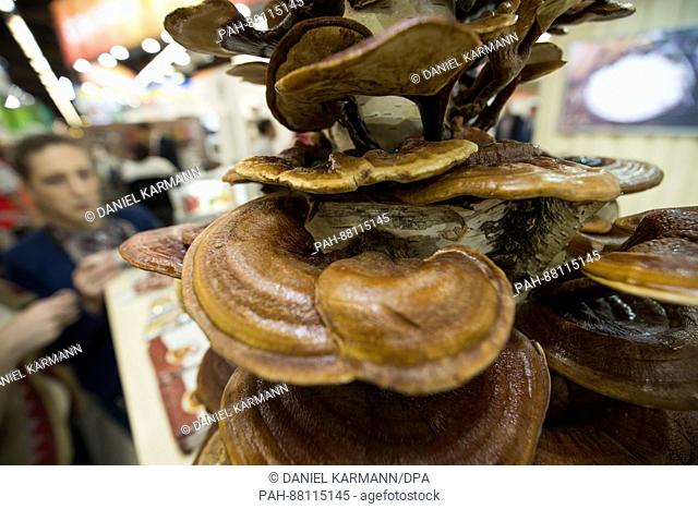 Lingzhi mushrooms can be seen at a stand at the Biofach organic food trade fair in Nuremberg, Germany, 15 February 2017. The world's leading organic food trade...