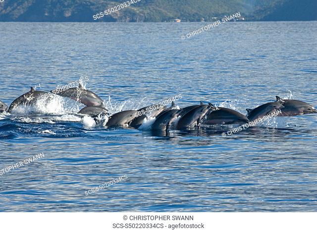 Fraser's dolphin Lagenodelphis hosei A typical tightly bunched group of Fraser's dolphins Eastern Caribbean