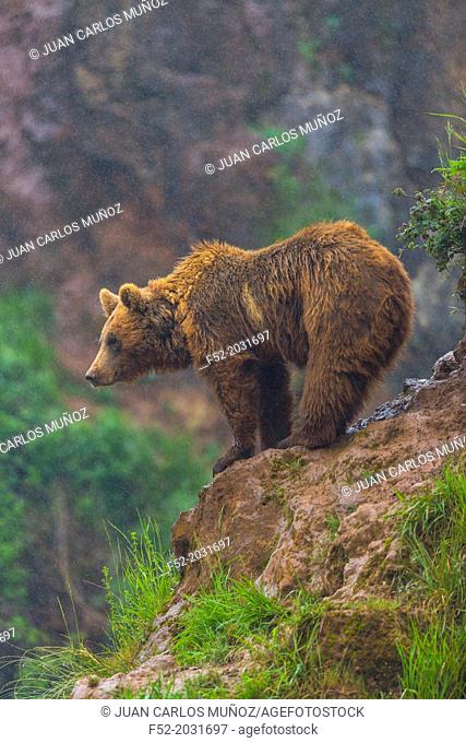 Brown bear (Ursus arctos), Cabarceno Natural Park, Cantabria, Spain