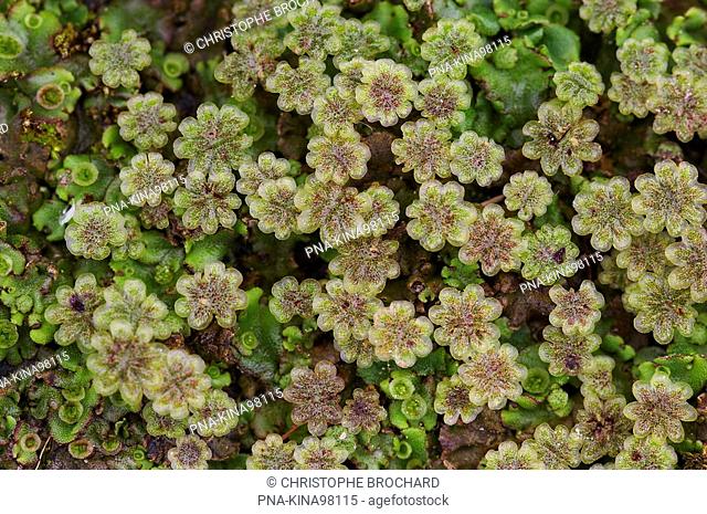 Common Liverwort Marchantia polymorpha - Groningen, The Netherlands, Holland, Europe